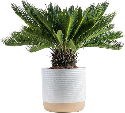 Costa Farms Sago Palm Live Plant | 2-3 Feet Tall | Easy to Grow Live Indoor Houseplant in 10-Inch Decorative Plant Pot | Unique Housewarming or Birthday Gift | Office, Room and Home Decor