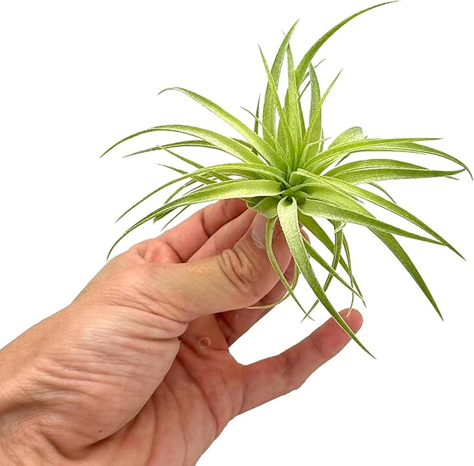 Live Air Plants - Tillandsia Geminiflora 1-3" - 1ct – ragnaroc Live Indoor Plant - Live Arrival Guaranteed - House Plants for Home Decor & Gift