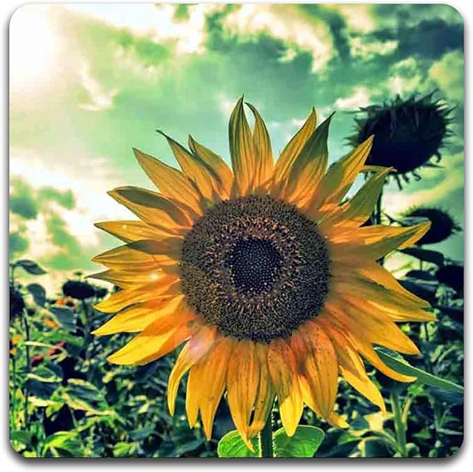 Sunflowers Square Coaster Set - Made of Recycled Rubber - Set of 4