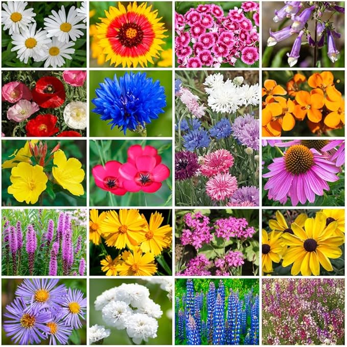 Park Seed Grow Your Own Vibrant Annual and Perennial Wildflower Garden Seeds Mixture, Easy to Grow Varieties for Pollinators and Spring Gardens - Northeast Regional Mix, 1 lb