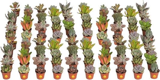 Costa Farms Mini Succulent Live Plants in Plastic Pots, Easy to Maintain Indoor Succulents, Assorted Variety Houseplants for Room Decor, House Warming or Party Favors, 2-3.5 Inches Tall, Pack of 100