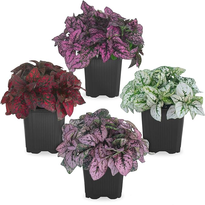 Polka Dot Plant Collection (4-Pack) - Live Houseplants, Small Indoor Plants, Hypoestes (Red, White, Rose, and Pink) - Colorful, Air-Purifying House Plants (Collection)