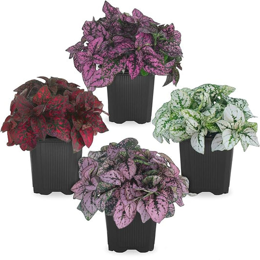 Polka Dot Plant Collection (4-Pack) - Live Houseplants, Small Indoor Plants, Hypoestes (Red, White, Rose, and Pink) - Colorful, Air-Purifying House Plants (Collection)