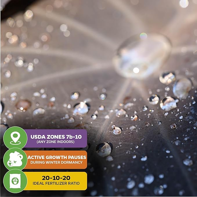 Black Magic Elephant Ear Live Plant - Colocasia esculenta by Wellspring Gardens - Ideal for Gardens & Containers - Great for Indoor Houseplants, Outdoor Landscaping & Garden Planting - Starter Plant