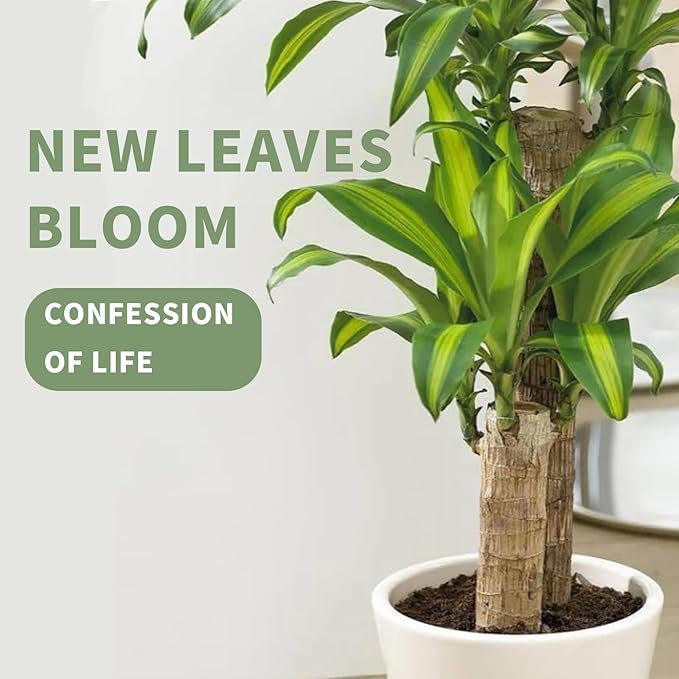 Brazilian Lucky Tree Plants, Bamboo and Trays, Small Plant desks, Good Luck Offices, Kitchens, Living Rooms, Home Decorations, Brazilian Lucky Tree