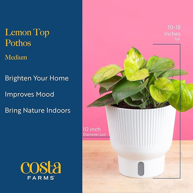 Costa Farms Lemon Top Pothos Live Plant in Self Watering Pot, Indoor Houseplant, Perfect for Home, Room, or Office Decor, Great House Warming or Birthday Gift, 10-12 Inches Tall