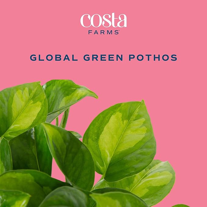 Costa Farms Global Green Pothos Live Plant in Self Watering Pot, Air Purifying Indoor Houseplant, Perfect for Home, Room, or Office Decor, Great House Warming or Birthday Gift, 10-12 Inches Tall
