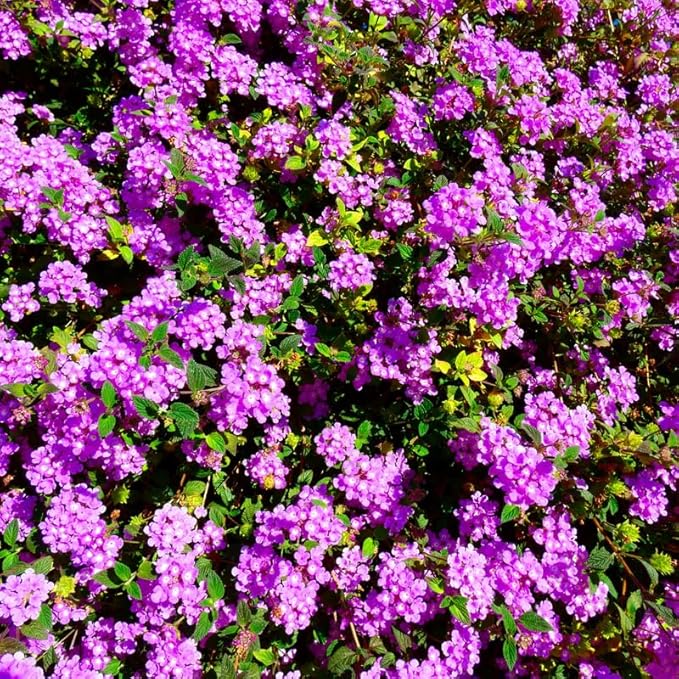 Pack 2 Lantana Live Plants Well Rooted, Purple Blooms Perennial, Lantana Shrub Starter 4-8 Inches