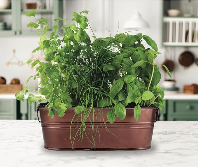 BUZZY Organic Windowsill Grow Kit, Copper Culinary Garden: Basil, Cilantro, and Chives, Best Gardening Gifts, Parties, Unique, Growth Guaranteed, Herb Starter Kit, Seed Kit, Grow Your Own Herbs