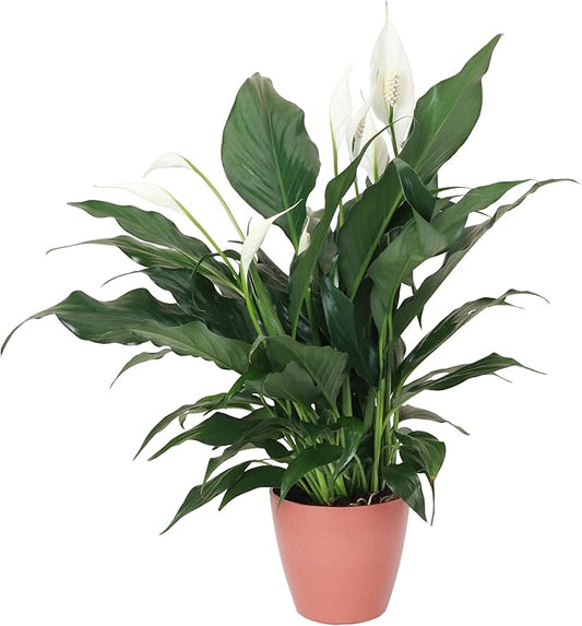 Thorsen's Greenhouse Live Peace Lily Plant, Spathyphylum, Low Light, Natural Air Purifier Live Indoor Plant, 4" Diameter Pot (Terra Cotta, 4-inch Pot)
