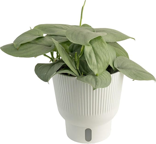 Costa Farms Scindapsus Platinum Java Live Plant in Self Watering Pot, Indoor Houseplant, Perfect for Home, Room, or Office Decor, Great House Warming or Birthday Gift, 9-12 Inches Tall