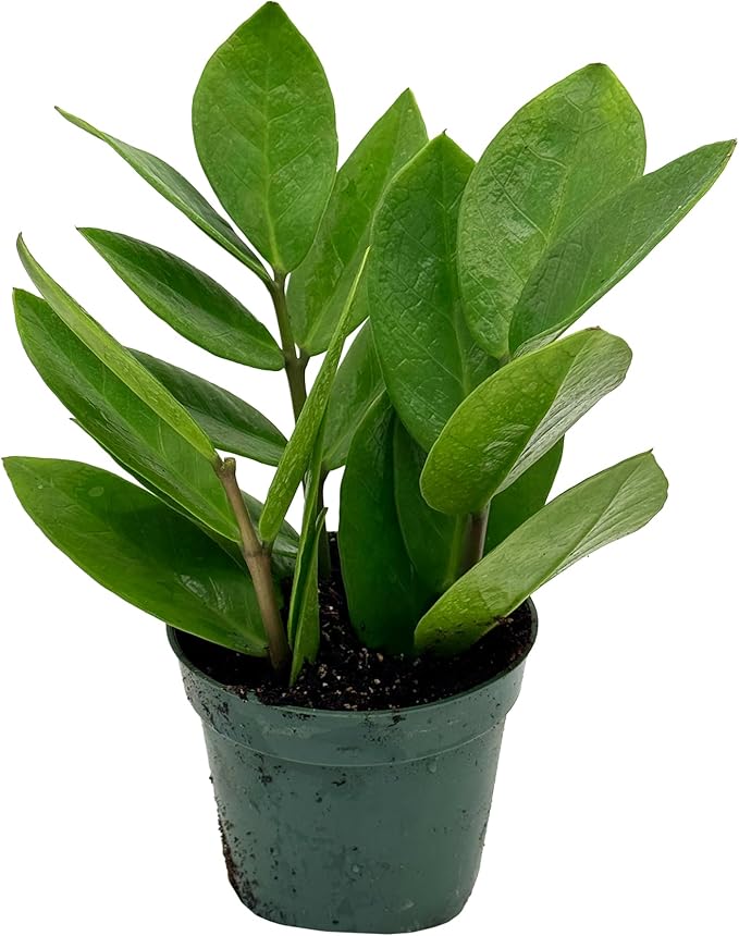 Live ZZ Plant - Zamioculcas zamiifolia - ragnaroc Tropical Plant 6-12” Tall - 1ct - Live Arrival Guaranteed - House Plants for Home Decor & Gift