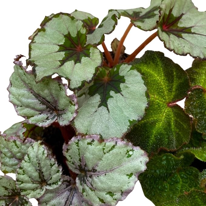 BubbleBlooms Begonia Rex Assortment, in 2 inch pots, Set of 3, Tiny Mini Pixie Plant Begonia Variety Pack
