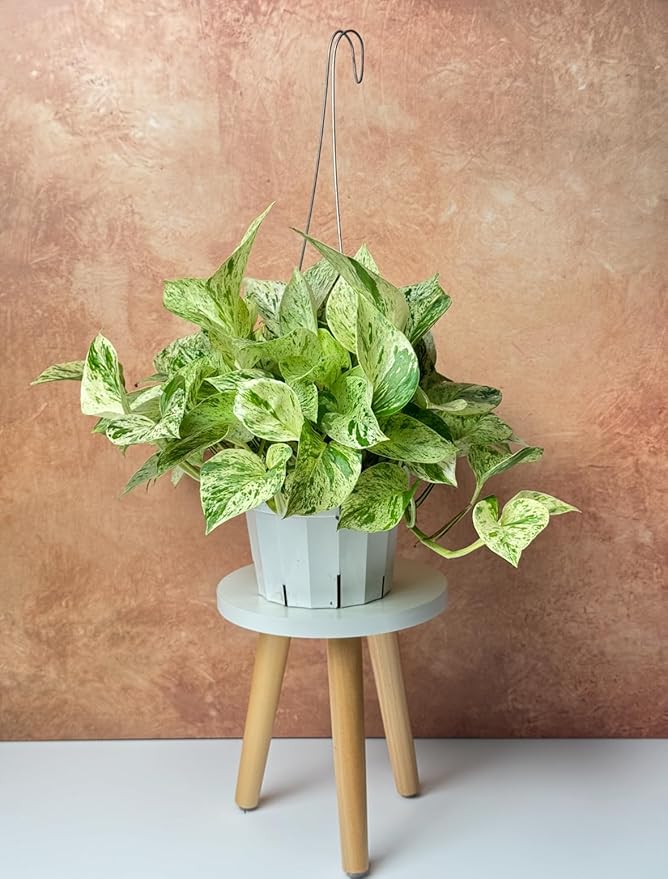 Pothos Snow Queen Live Plant - Rare Houseplant for Home Decor - Snow Queen Pothos - Trailing Plants Live Houseplants - Pothos Live Plant