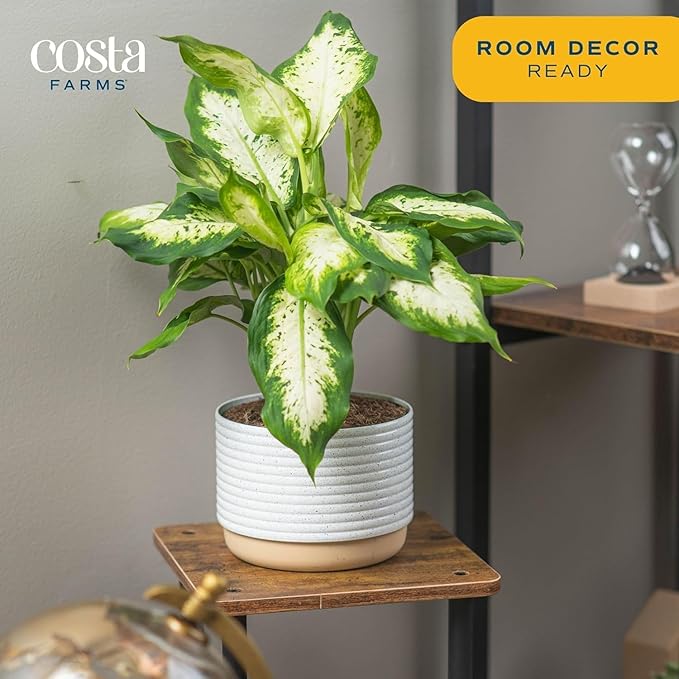 Costa Farms Dieffenbachia, Dumb Cane Live Plant in Decorative Pot, Easy to Maintain Indoor Houseplant, Perfect for Home, Room, or Office Decor, Great House Warming or Birthday Gift, 12-18 Inches Tall