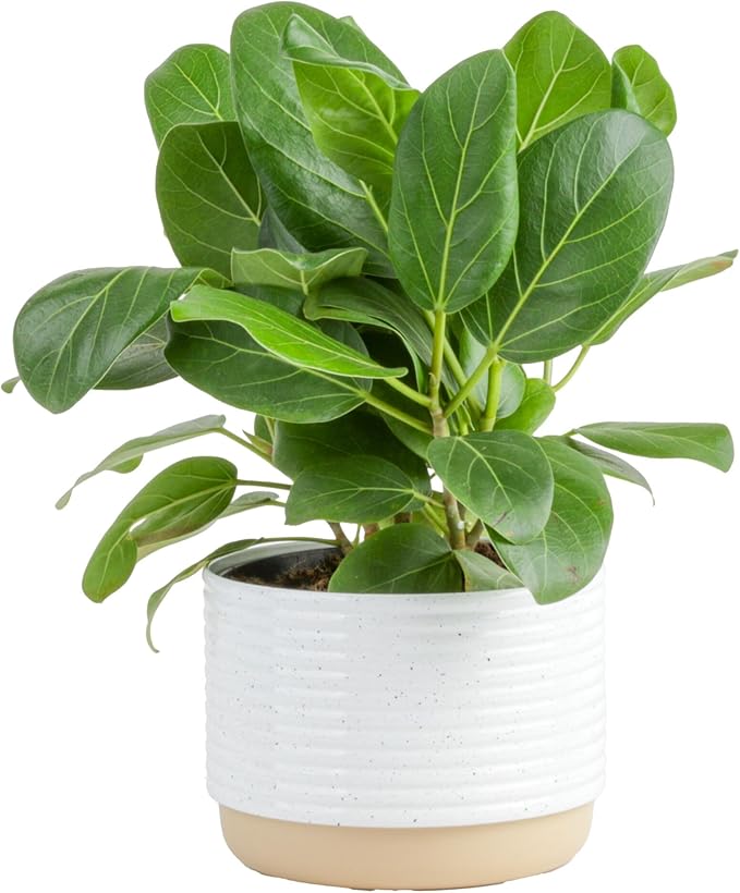Costa Farms Ficus Audrey Live Plant | 1-2 Feet Tall Indoor Houseplant in 6-Inch Minimal Decor Pot | Easy to Grow, Air Purifying | Room, Office, and Home Decor