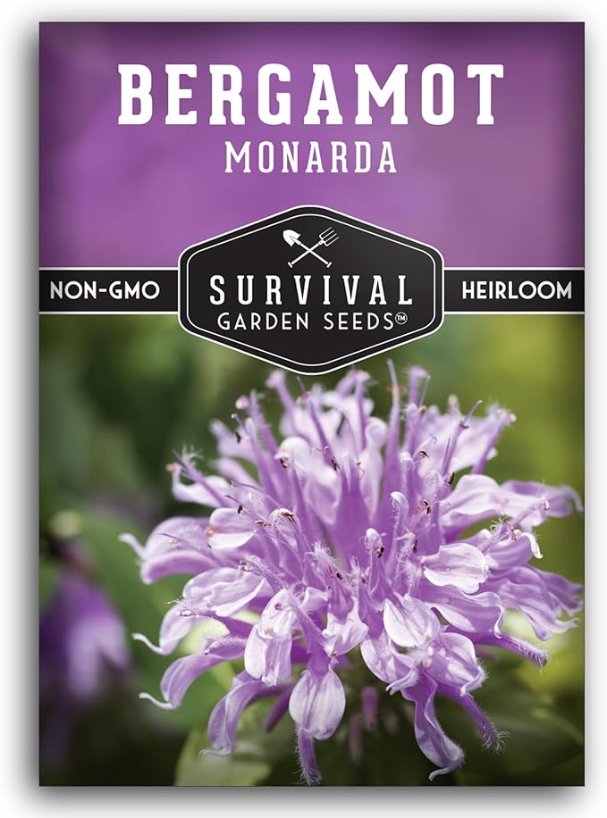 Survival Garden Seeds - Bergamot Herb (Bee Balm) Seed for Planting - 1 Packet with Instructions to Grow Monarda Fistulosa Wildflowers in Your Home Vegetable Garden - Non-GMO Heirloom Variety