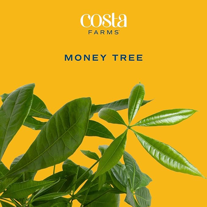 Costa Farms Money Tree Live Plant in Decorative Pot, Air Purifying, Braided Indoor Houseplant, Perfect for Home, Room, or Office Decor, Great House Warming or Birthday Gift, 12-16 Inches Tall