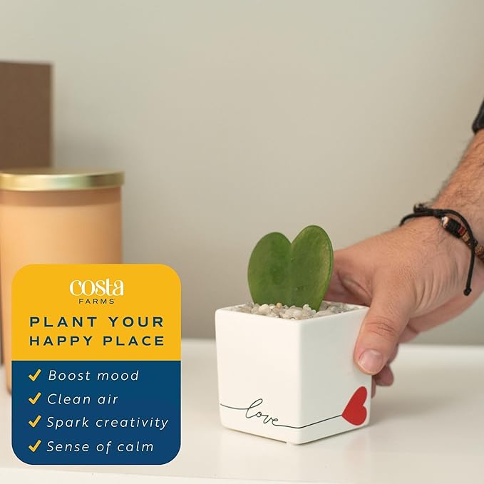 Costa Farms Hoya Heart Live Plant in Decorative Pot, Easy to Maintain Succulent Indoor Houseplant, Perfect for Home, Room, or Office Decor, Great House Warming or Birthday Gift, 5 Inches Tall