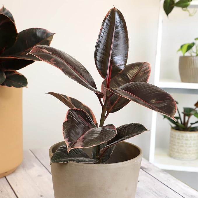 Variegated Ficus 'Ruby' Rubber Plant in 6" Grower Pot, Real Houseplants for Home or Office, Easy to Grow Live Houseplants by Plants for Pets
