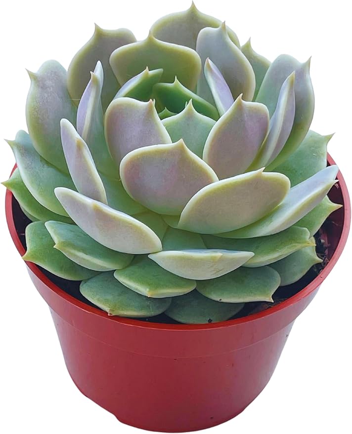 Live Succulent 4" Echeveria Lola, Succulents Plants Live Fully Rooted House Plant for Home Office Decoration, DIY Projects by The Succulent Cult…