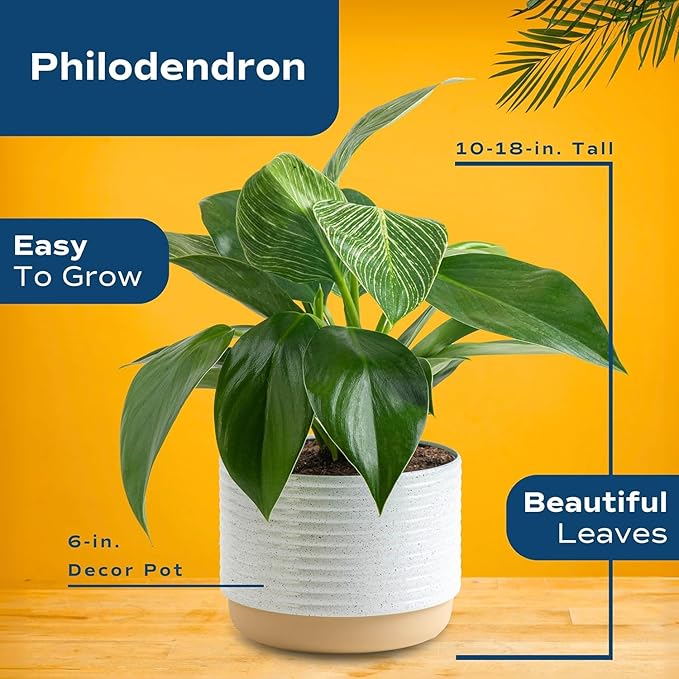 Costa Farms Philodendron Live Plants in Decorative Pots, Air Purifying Indoor Houseplant, Assorted Variety, Home, Room, or Office Decor, House Warming or Birthday Gift, 12-18 Inches Tall, Pack of 6