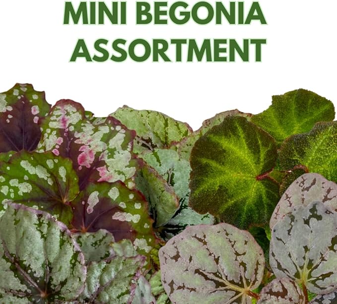 BubbleBlooms Begonia Rex Assortment, in 2 inch pots, Set of 3, Tiny Mini Pixie Plant Begonia Variety Pack