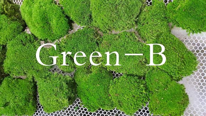 Preserved Pole Moss Pillow Bun Cushion Natural Green Decorative Real Natural Green DIY Kit Terrariums Gardenning Art Wall Decor Florist Decor Easter Table Decor Wedding(15.0 sq.ft., Green-B)