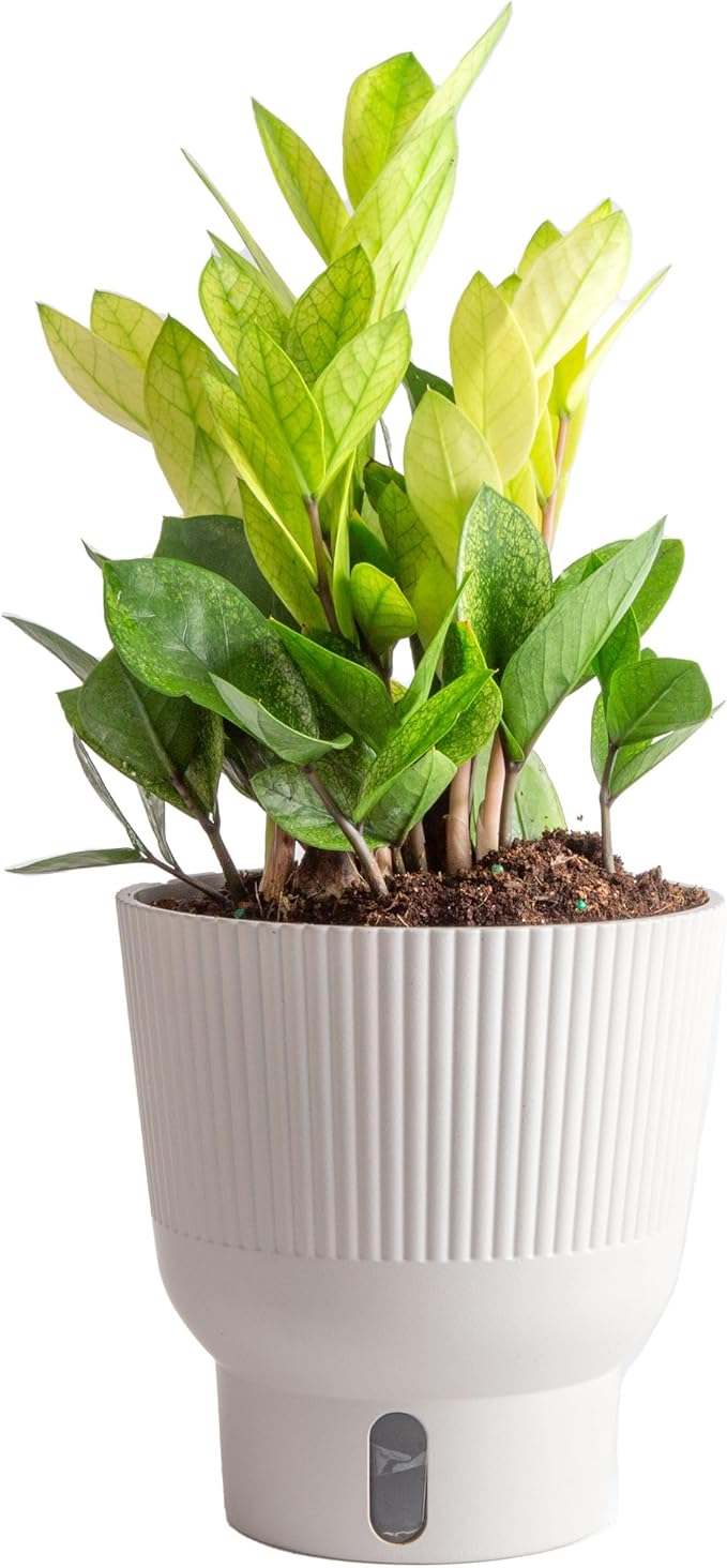 Costa Farms ZZ Chameleon Live Plant in Self Watering Pot, Easy to Maintain, Air Purifying Indoor Houseplant, Home, Room, or Office Decor, House Warming or Birthday Gift, 10-18 Inches Tall