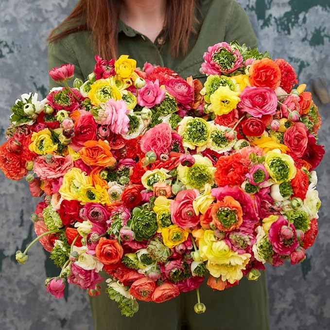 Eden Brothers Ranunculus Bulbs - Super Green Mix