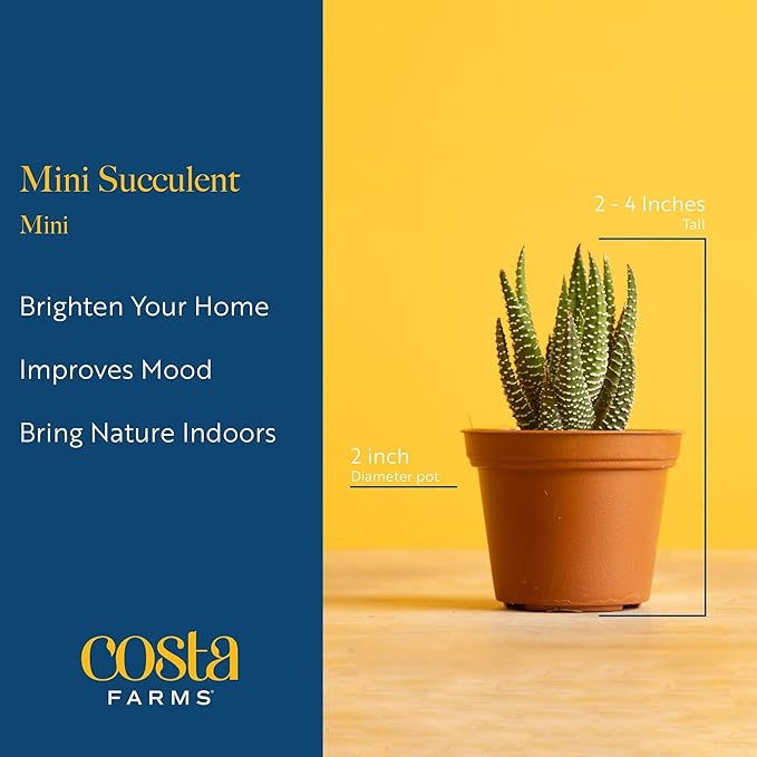 Costa Farms Mini Succulent Live Plants in Plastic Pots, Easy to Maintain Indoor Succulents, Houseplants for Home, Room, or Office Decor, House Warming or Party Favors, 2-3.5 Inches Tall, Pack of 12