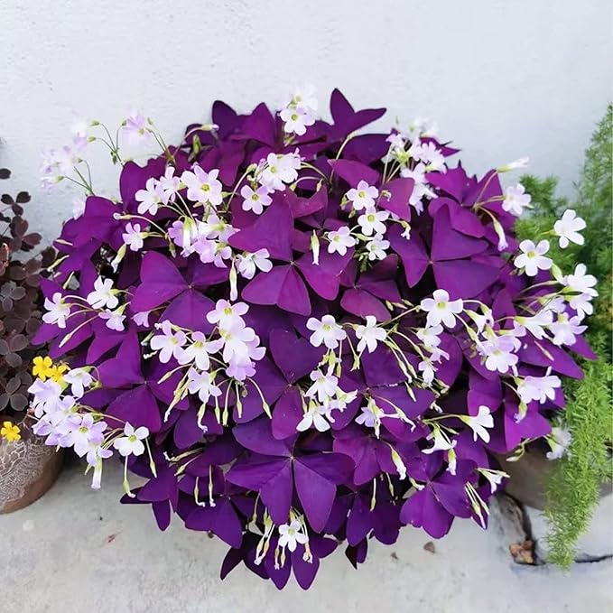 20Pcs Oxalis Bulbs for Planting Purple Shamrocks Bulbs Triangularis Lucky Lovely Flowers Oxalis Triangularis for Pots, Indoor, Outdoor, Garden, Easy to Grow