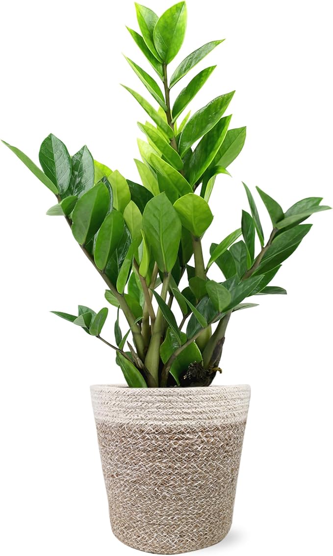 Green Circle Growers 5" ZZ Plant in Cream Jute Pot, Live Indoor Plants, House Plant