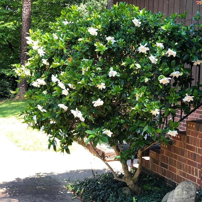Gardenia Mystery - Gardenia Jasminoides. Hardy Evergreen Shrub with Large, Sweetly Fragrant White Flowers, Ideal for Landscaping and Container Gardening (2 Gardenia Mystery Plants in Sac)