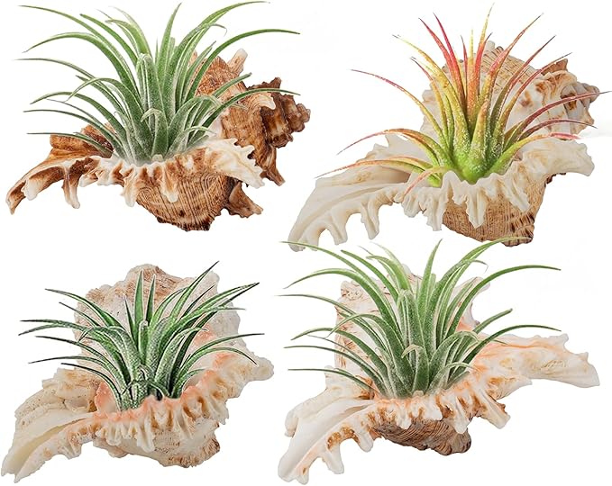 4 Pack Conch Sea Shell Air Plant Holders- 4-5 inches Natural Airplant Pot, Decorative Tillandsia Succulent Display Container for Gardening Housewarming Gifts Home Table Decors, No Plants
