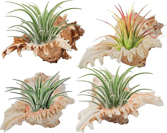 4 Pack Conch Sea Shell Air Plant Holders- 4-5 inches Natural Airplant Pot, Decorative Tillandsia Succulent Display Container for Gardening Housewarming Gifts Home Table Decors, No Plants