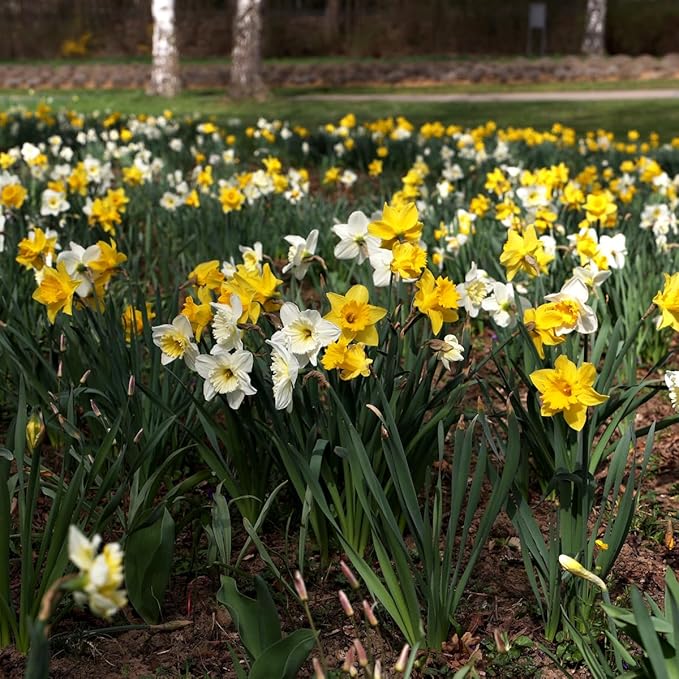 Complete Spring Flower Bulb Garden – Mixed Tulips, Daffodils & Hyacinths – 75 Bulk Bulbs for Colorful Spring Blooms – Easy Fall Planting - Plant in Gardens, Borders & Flowerbeds - Willard & May