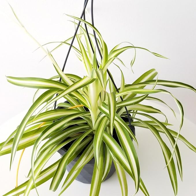 Enchanting Spider Plant - Live Starter Plants in 2 Inch Pots - Chlorophytum Comosum - Nature's Green Symphony for Your Home