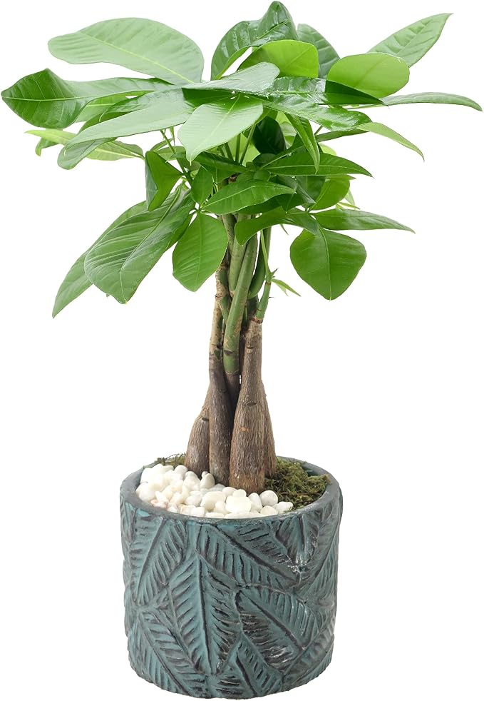 LV49 Money Tree, Live Indoor Plant in Tropico Leaf Ceramic Planter for Home, Work, or Gift, Blue