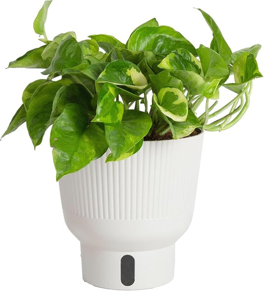 Costa Farms Lemon Meringue Pothos Live Plant in Self Watering Pot, Indoor Houseplant, Perfect for Home, Room, or Office Decor, Great House Warming or Birthday Gift, 10-12 Inches Tall