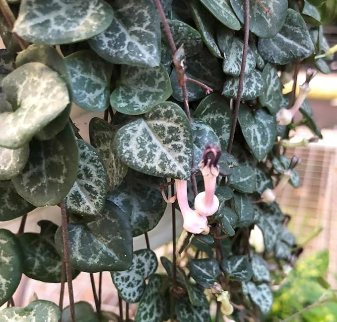 Rosary Vine - Ceropegia woodii - String of Hearts - 2.5" Pot - Collector' Series