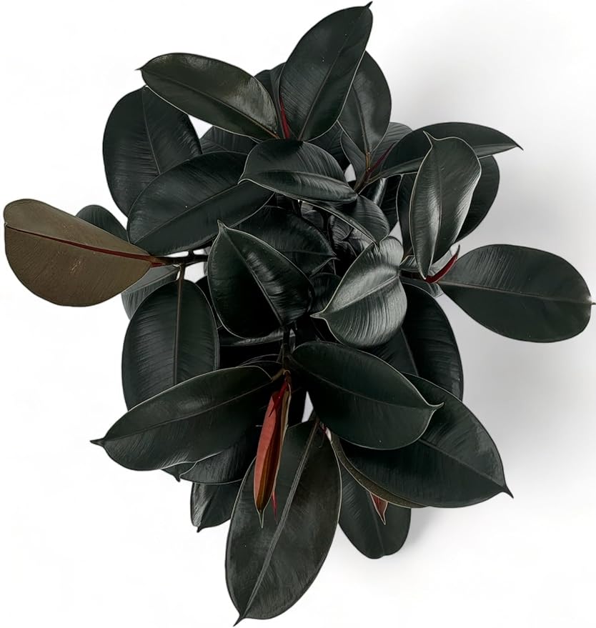 Rubber Tree Live House Plant - Large Indoor Air Purifier Plant - Dark Shiny Petals - Indoor Plants Live Houseplants for Room Decor - Elegant Ficus Burgundy Live House Plants