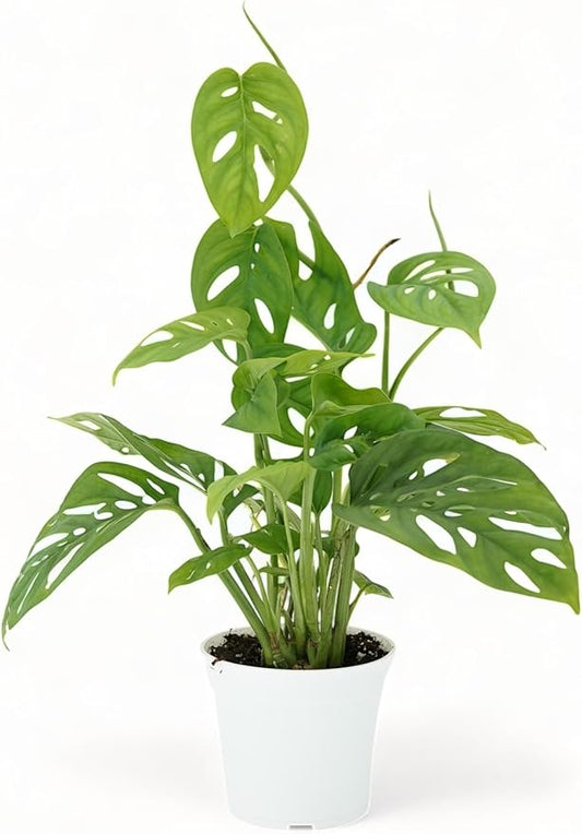 Monstera Adansonii Live Plant, Swiss Cheese Vine | Air Purifier & Room Decor | Monstera Houseplant for Home Decor | Indoor Swiss Cheese Plant