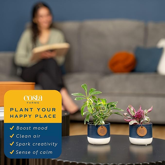 Costa Farms Live Mini Indoor Plants in Plastic Pots, Air Purifying Houseplants, Assorted Varieties, Home, Room, or Office Decor, House Warming or Birthday Gift, 4-6 Inches Tall, Pack of 20
