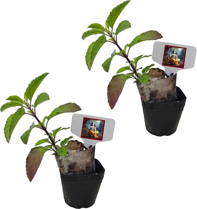 Live Purple Krishna Tulsi Plants, Purple Fragrant, Fresh, Edible. Easy Grow. Indoor/Outdoor. (2 Krishna Tulsi in Cup)