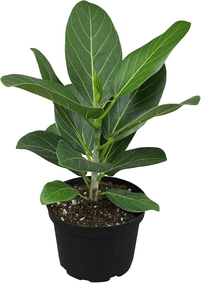Live Ficus Tree 'Audrey' (Approx. 16" Tall) in 6" Grower Pot, Air Purifying Easy Live Indoor Houseplant, Unique Desk & Office Plant by Plants for Pets