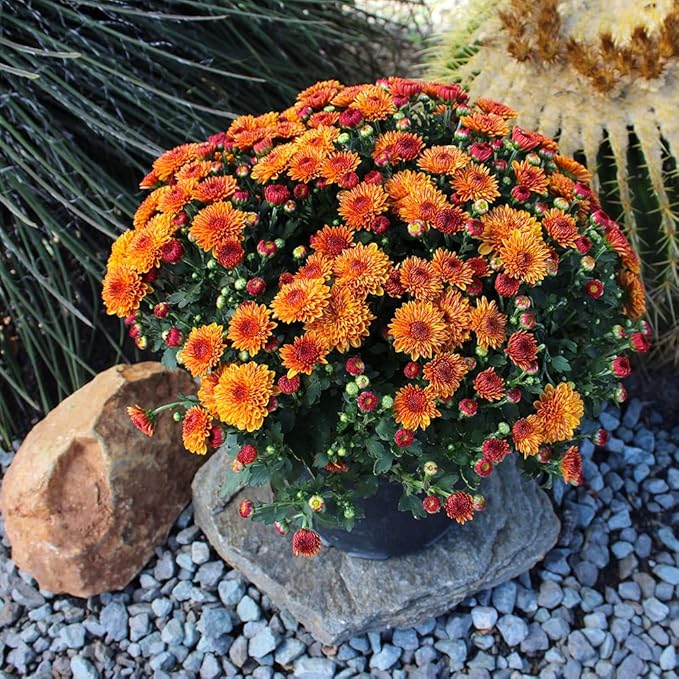 1G Bronze Mum Plant, Chrysanthemum Flowers Gardening Fall Decor, Mums Plants Live, Fall Decorations Outdoor, Housewarming Gift Ideas, Real Live Plants Indoor Plants Live Houseplants By Plants for Pets