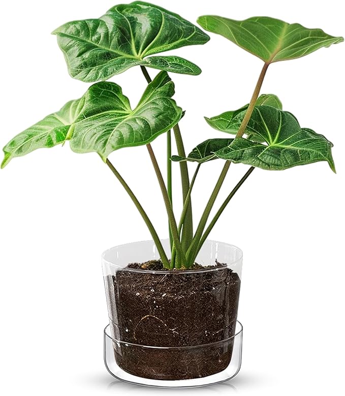 Sheer Glass Pot Planter with Drainage Holes & Tray - Decorative & Modern for All House Plants (4 Inches)