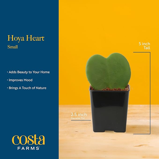 Costa Farms Hoya Heart Live Plant in Decorative Pot, Easy to Maintain Succulent Indoor Houseplant, Perfect for Home, Room, or Office Decor, Great House Warming or Birthday Gift, 5 Inches Tall