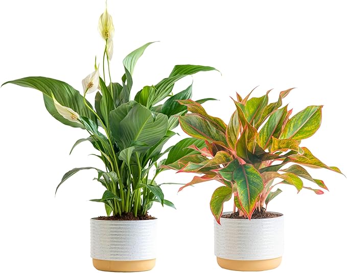 Costa Farms Live Indoor Houseplants (2 Pack) Peace Lily, Chinese Evergreen in Decor Planter Pot, Potting Soil Mix, Birthday, Housewarming Gift, 1 Foot Tall